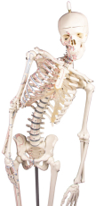 Miniatur-Skelett „Fred“ beweglich, mit Muskelmarkierungen