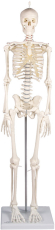 Miniatur-Skelett Patrick