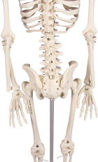 Miniatur-Skelett „Patrick“