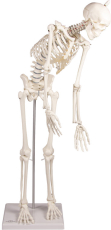 Miniatur-Skelett „Paul“ mit beweglicher Wirbelsäule