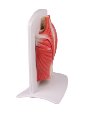 Rückenmuskulatur Modell, 4-teilig