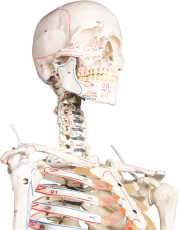 Skelett „Arnold“ mit Muskelmarkierungen