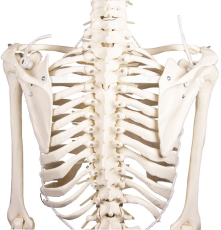 Skelett „Hugo“ mit beweglicher Wirbelsäule