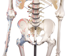 Skelett „Max“ beweglich, mit Muskelmarkierungen und Bandapparat