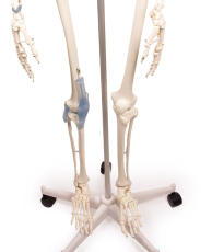 Skelett „Otto“ mit Bandapparat