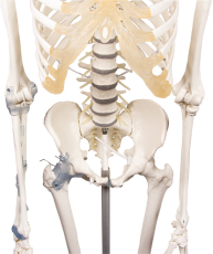 Skelett „Toni“ beweglich, mit Bandapparat