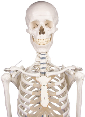Skelett „Willi“