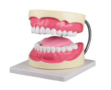 Zahnpflegemodell, 3-fache Grösse